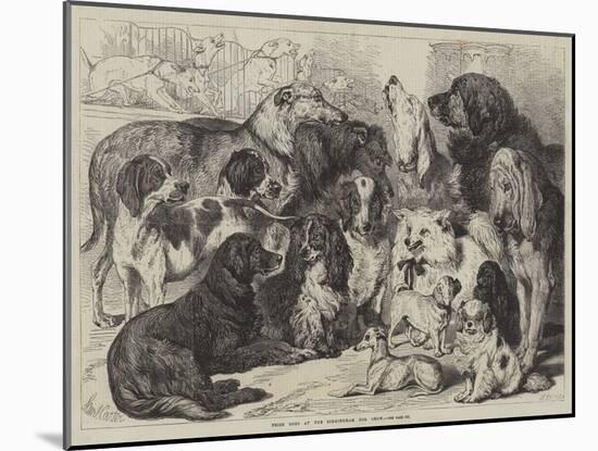 Prize Dogs at the Birmingham Dog Show-Samuel John Carter-Mounted Giclee Print