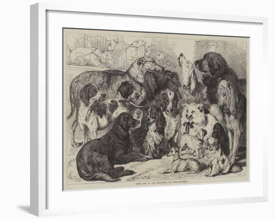 Prize Dogs at the Birmingham Dog Show-Samuel John Carter-Framed Giclee Print