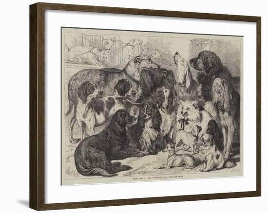 Prize Dogs at the Birmingham Dog Show-Samuel John Carter-Framed Giclee Print