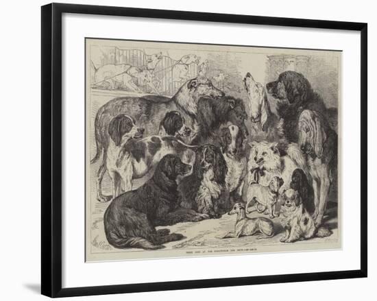 Prize Dogs at the Birmingham Dog Show-Samuel John Carter-Framed Giclee Print