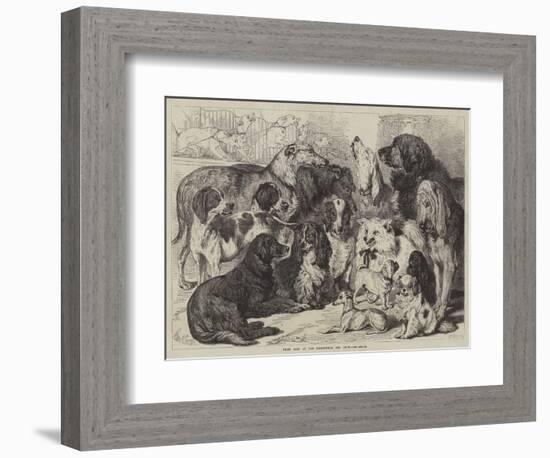 Prize Dogs at the Birmingham Dog Show-Samuel John Carter-Framed Giclee Print