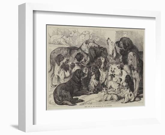 Prize Dogs at the Birmingham Dog Show-Samuel John Carter-Framed Giclee Print