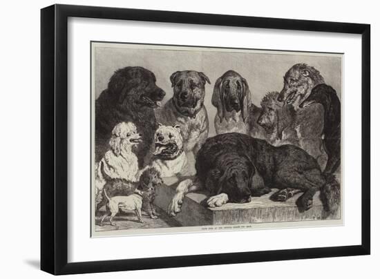 Prize Dogs at the Crystal Palace Dog Show-Samuel John Carter-Framed Giclee Print