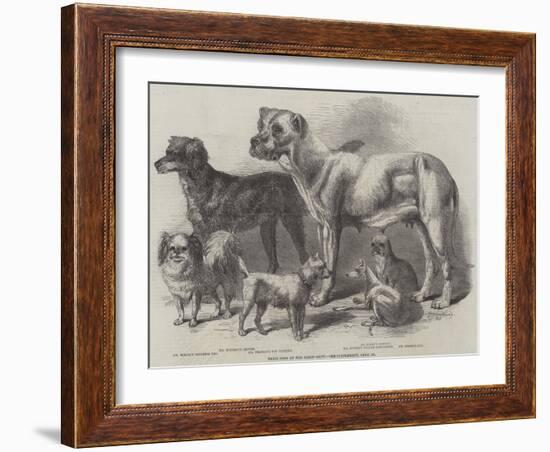 Prize Dogs at the Leeds Show-Harrison William Weir-Framed Giclee Print