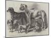 Prize Dogs at the Leeds Show-Harrison William Weir-Mounted Giclee Print