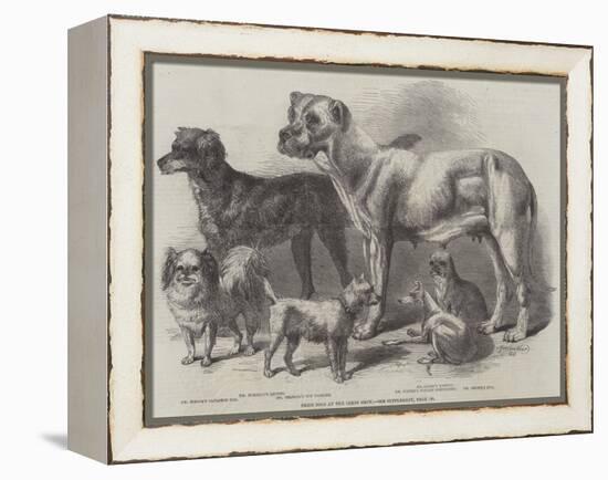 Prize Dogs at the Leeds Show-Harrison William Weir-Framed Premier Image Canvas