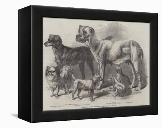 Prize Dogs at the Leeds Show-Harrison William Weir-Framed Premier Image Canvas