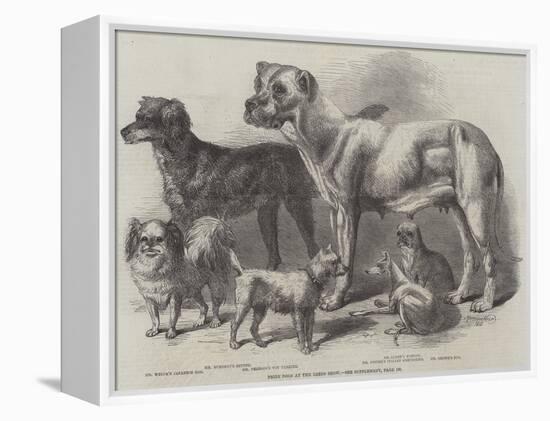 Prize Dogs at the Leeds Show-Harrison William Weir-Framed Premier Image Canvas
