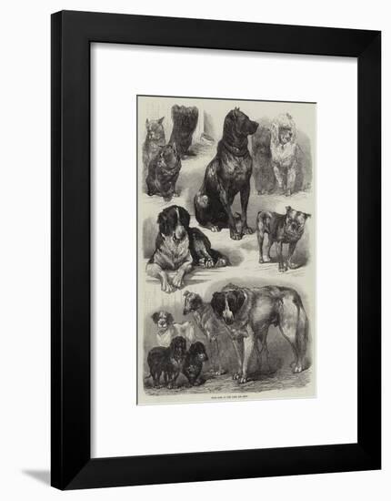 Prize Dogs at the Paris Dog Show-Auguste Andre Lancon-Framed Giclee Print