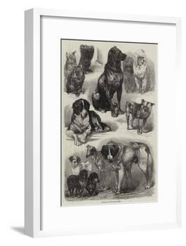 Prize Dogs at the Paris Dog Show-Auguste Andre Lancon-Framed Giclee Print