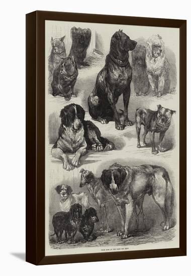 Prize Dogs at the Paris Dog Show-Auguste Andre Lancon-Framed Premier Image Canvas