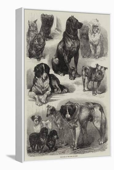 Prize Dogs at the Paris Dog Show-Auguste Andre Lancon-Framed Premier Image Canvas