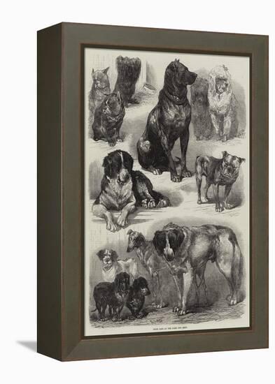 Prize Dogs at the Paris Dog Show-Auguste Andre Lancon-Framed Premier Image Canvas