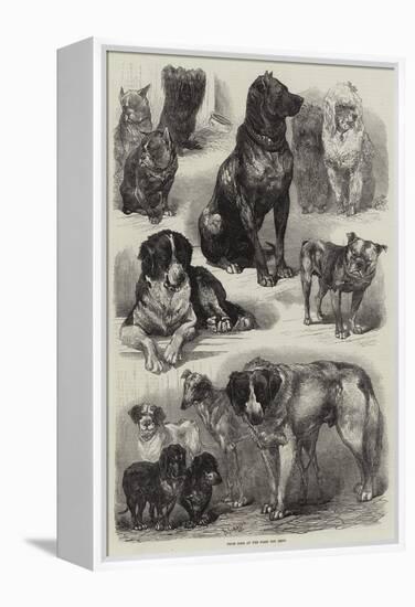 Prize Dogs at the Paris Dog Show-Auguste Andre Lancon-Framed Premier Image Canvas