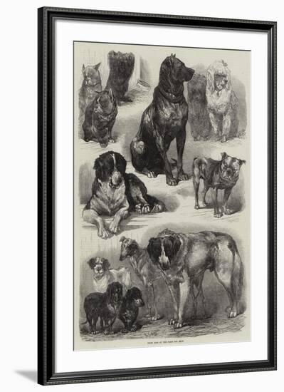 Prize Dogs at the Paris Dog Show-Auguste Andre Lancon-Framed Giclee Print