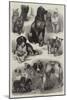 Prize Dogs at the Paris Dog Show-Auguste Andre Lancon-Mounted Premium Giclee Print