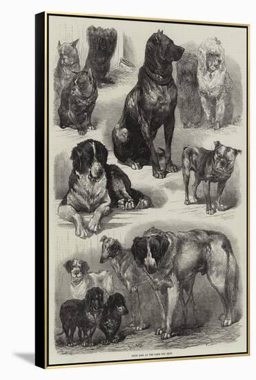 Prize Dogs at the Paris Dog Show-Auguste Andre Lancon-Framed Premier Image Canvas