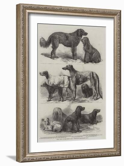 Prize Dogs at the Recent Show, Birmingham-Harrison William Weir-Framed Giclee Print