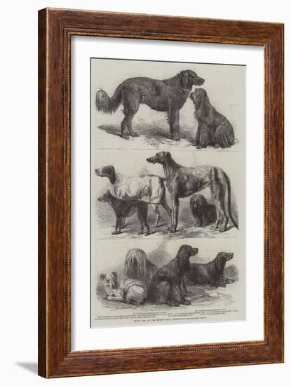 Prize Dogs at the Recent Show, Birmingham-Harrison William Weir-Framed Giclee Print