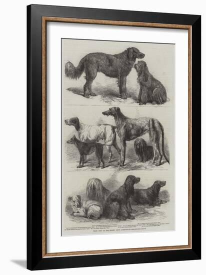 Prize Dogs at the Recent Show, Birmingham-Harrison William Weir-Framed Giclee Print