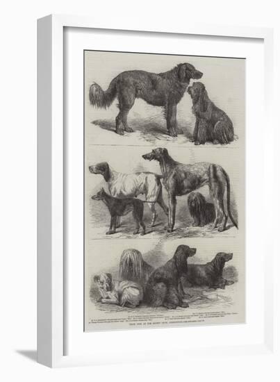 Prize Dogs at the Recent Show, Birmingham-Harrison William Weir-Framed Giclee Print