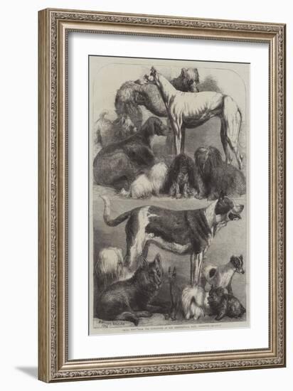 Prize Dogs from the Exhibition at the Agricultural Hall, Islington-Harrison William Weir-Framed Giclee Print