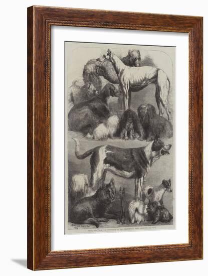 Prize Dogs from the Exhibition at the Agricultural Hall, Islington-Harrison William Weir-Framed Giclee Print