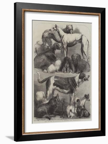 Prize Dogs from the Exhibition at the Agricultural Hall, Islington-Harrison William Weir-Framed Giclee Print