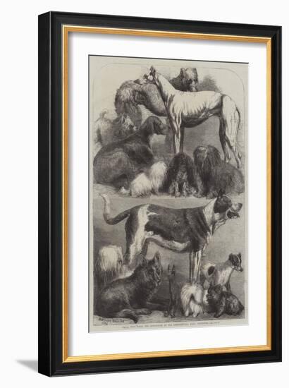 Prize Dogs from the Exhibition at the Agricultural Hall, Islington-Harrison William Weir-Framed Giclee Print