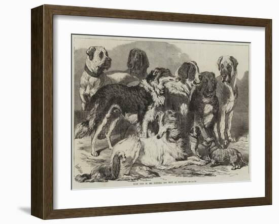 Prize Dogs in the National Dog Show at Islington-Samuel John Carter-Framed Giclee Print