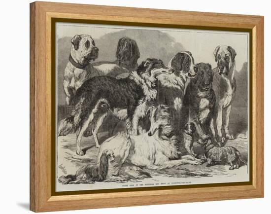 Prize Dogs in the National Dog Show at Islington-Samuel John Carter-Framed Premier Image Canvas