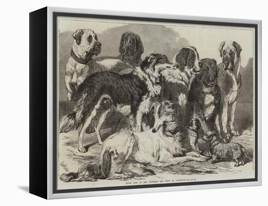 Prize Dogs in the National Dog Show at Islington-Samuel John Carter-Framed Premier Image Canvas