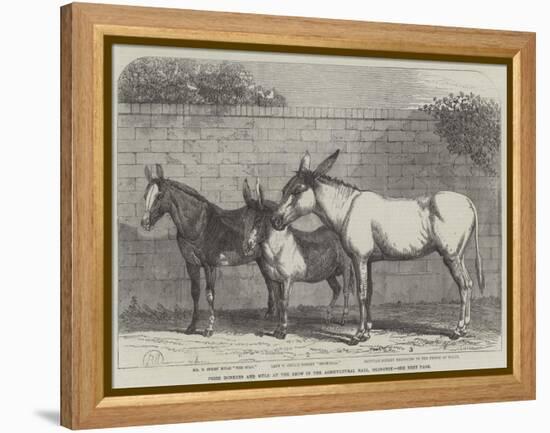 Prize Donkeys and Mule at the Show in the Agricultural Hall, Islington-null-Framed Premier Image Canvas