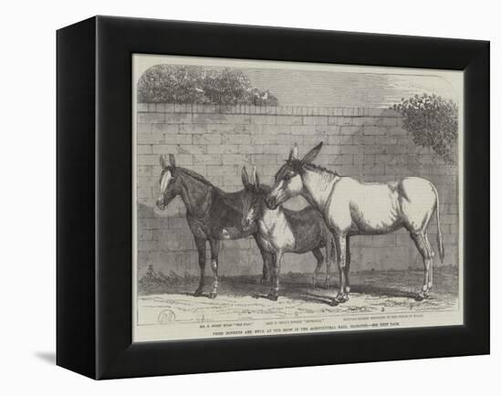 Prize Donkeys and Mule at the Show in the Agricultural Hall, Islington-null-Framed Premier Image Canvas