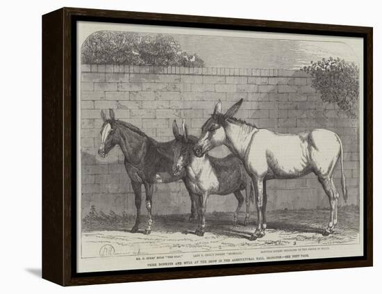 Prize Donkeys and Mule at the Show in the Agricultural Hall, Islington-null-Framed Premier Image Canvas