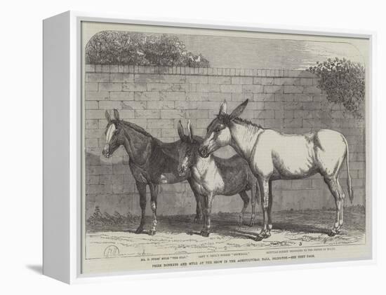 Prize Donkeys and Mule at the Show in the Agricultural Hall, Islington-null-Framed Premier Image Canvas