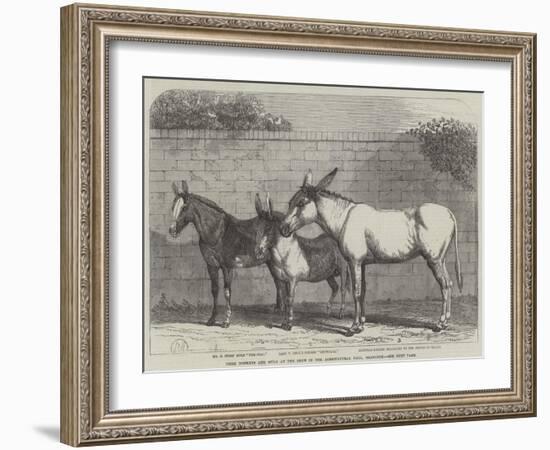 Prize Donkeys and Mule at the Show in the Agricultural Hall, Islington-null-Framed Giclee Print