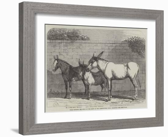 Prize Donkeys and Mule at the Show in the Agricultural Hall, Islington-null-Framed Giclee Print