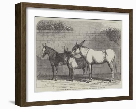 Prize Donkeys and Mule at the Show in the Agricultural Hall, Islington-null-Framed Giclee Print