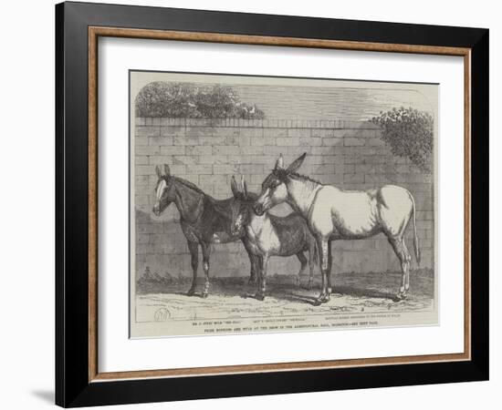 Prize Donkeys and Mule at the Show in the Agricultural Hall, Islington-null-Framed Giclee Print