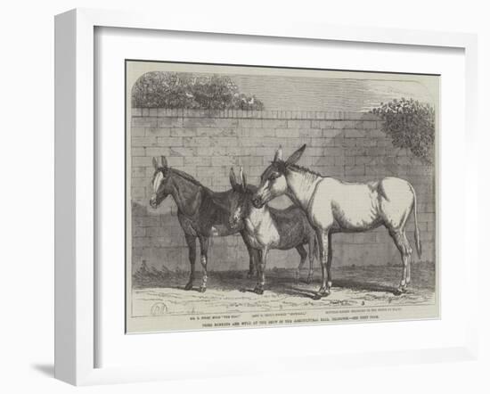 Prize Donkeys and Mule at the Show in the Agricultural Hall, Islington-null-Framed Giclee Print