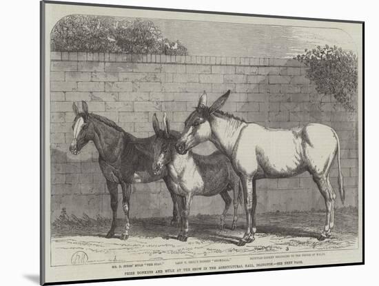 Prize Donkeys and Mule at the Show in the Agricultural Hall, Islington-null-Mounted Giclee Print