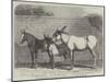 Prize Donkeys and Mule at the Show in the Agricultural Hall, Islington-null-Mounted Giclee Print