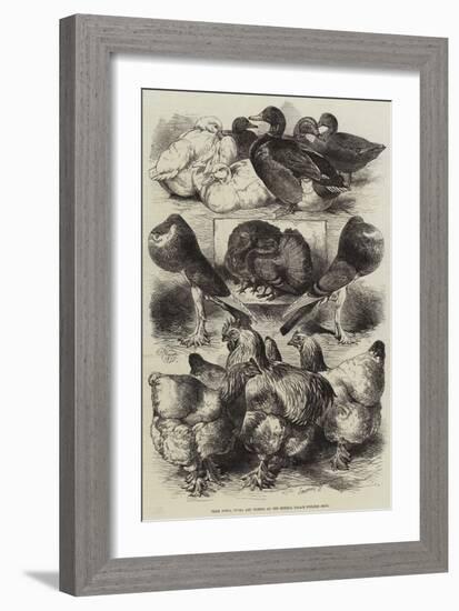 Prize Fowls, Ducks, and Pigeons at the Crystal Palace Poultry Show-Harrison William Weir-Framed Giclee Print