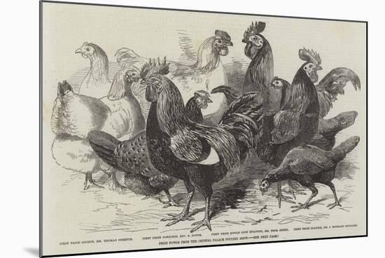 Prize Fowls from the Crystal Palace Poultry Show-null-Mounted Giclee Print