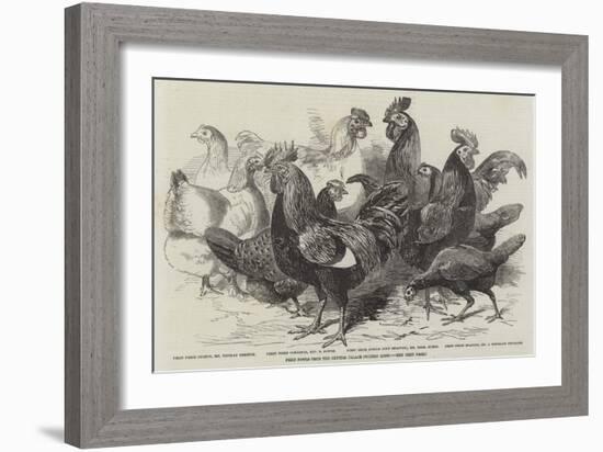 Prize Fowls from the Crystal Palace Poultry Show-null-Framed Giclee Print