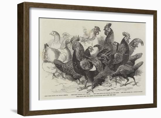 Prize Fowls from the Crystal Palace Poultry Show-null-Framed Giclee Print