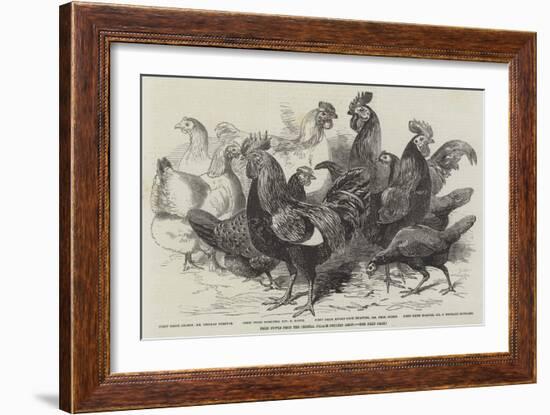 Prize Fowls from the Crystal Palace Poultry Show-null-Framed Giclee Print