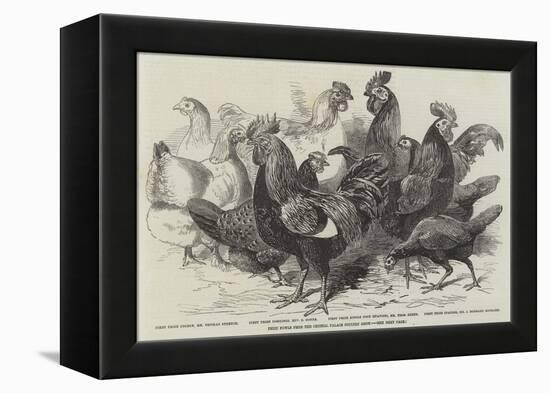 Prize Fowls from the Crystal Palace Poultry Show-null-Framed Premier Image Canvas