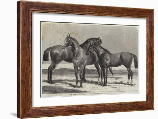 Prize Horses at the Horse Show in the Agricultural Hall, Islington-Harrison William Weir-Framed Giclee Print